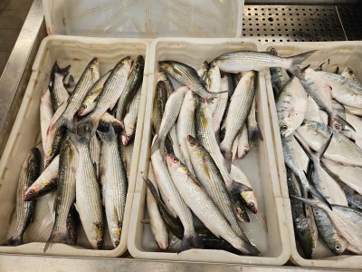 WhatsApp Image 2025-11-07 at 09.18.39 (1).jpeg